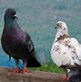 Burung Merpati Adalah Hewan Yang Berkembang Biak Secara